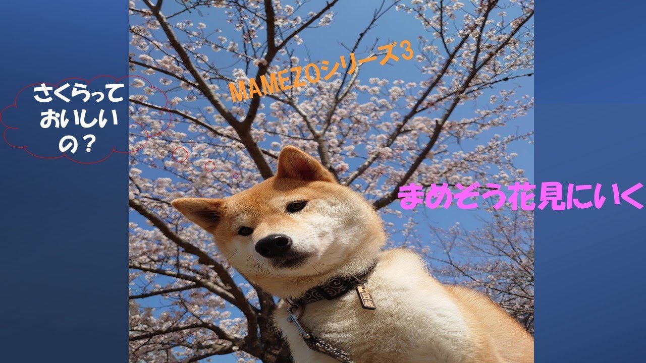 柴犬 お花見にいく