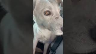 URGENT: Pup’s Arm Snaps From Low Bone Density—Emergency Amputation Required ASAP [STORY BELOW]