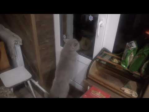 "Открой мне!!", говорящий кот Яков