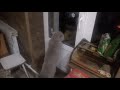 Download "Открой мне!!", говорящий кот Яков "Открой мне!!", говорящий кот Яков
