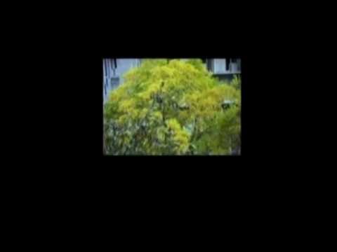 2009 ''movie lyrics'' by 88shotiko kalandadze. შოთიკო კალანდაძე