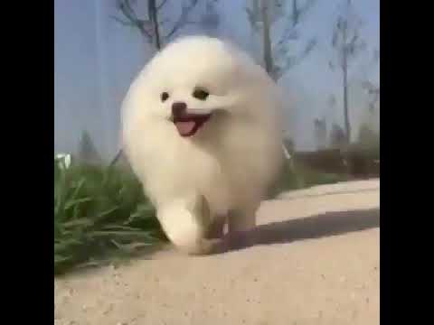 癒し動物動画 もふもふ犬 Youtube