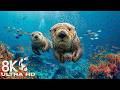 The Best 8K Aquarium – Explore a Stunning Underwater Realm with Sea Jellyfish &amp; Reefs