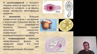 Биология. Плоские черви ч.2.  Ленточные черви