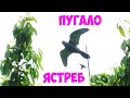 Вот так Пугало . Огородное пугало на черешню в виде ястреба для отпугивания скворцов с aliexpress.