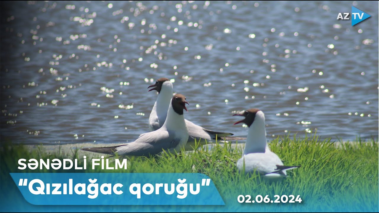 “Qızılağac qoruğu” I SƏNƏDLİ FİLM - 02.06.2024