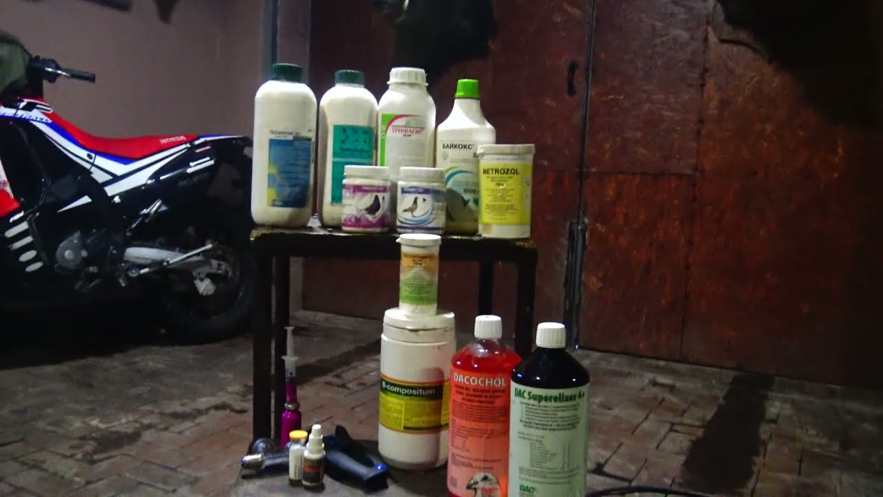 Лечение и профилактика у голубей