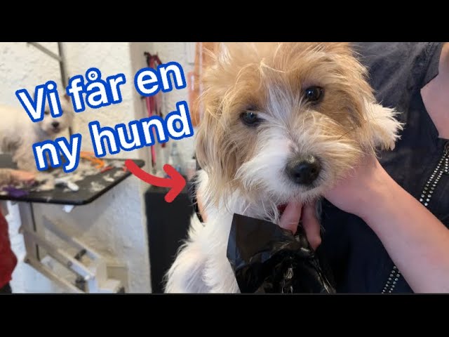 Kiks Knogle Bestemt Vi får en ny hund i dag, Marley 2🐶 - YouTube