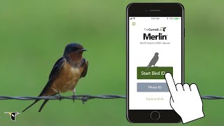 Unlock Bird Identification Magic with Merlin Bird ID App – Tutorial & Review screenshot 1