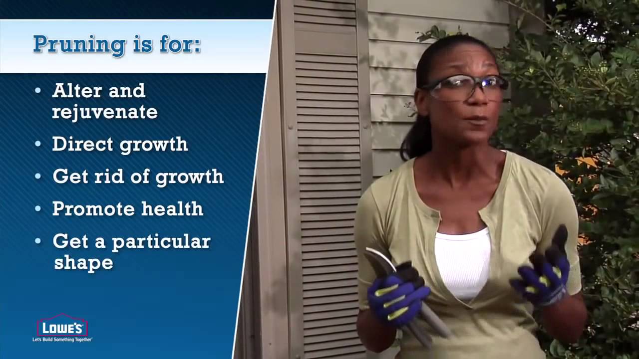 How to Prune Trees and Shrubs Home 101 - YouTube