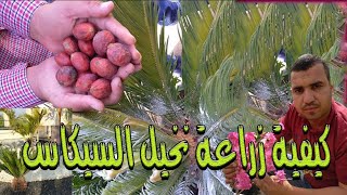 كيفية زراعة نخيل السيكاس والعناية به