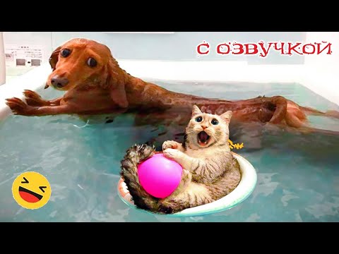 ПРИКОЛЫ С КОТАМИ! с озвучкой! Самые смешные животные! Смешные коты и собаками!