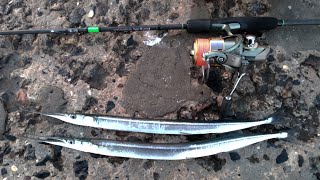 картинка: Ловля саргана  и камбалы в ноябре с пирса.