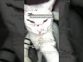 #blackpink #blink #kpop #itzy #rose #catlover #pokemon #kitten #blink #roblox #cat