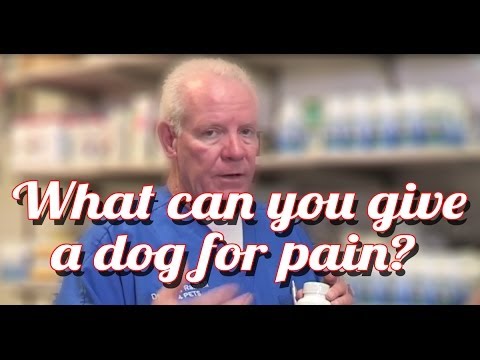 what-can-i-give-my-dog-for-pain---ask-the-expert-|-dr-david-randall