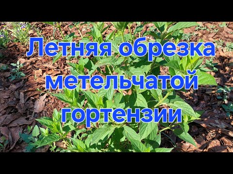 Летняя обрезка гортензии