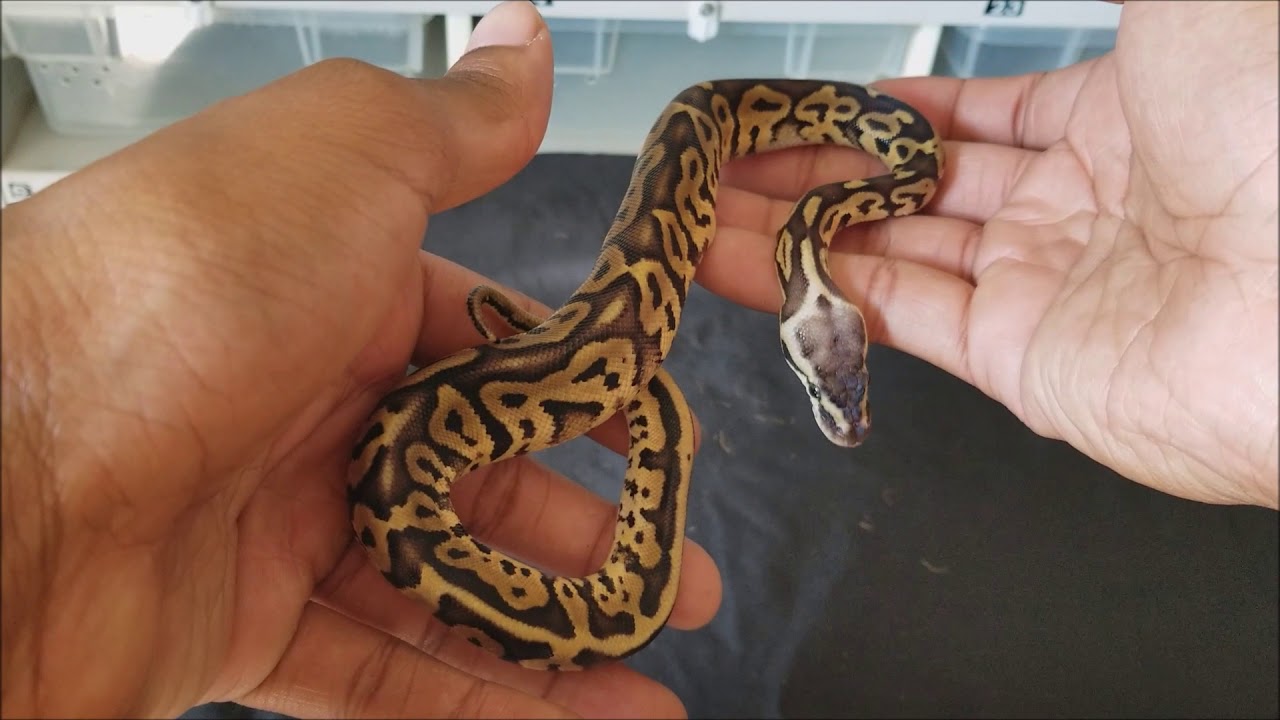 pied piper 読み方 New Ball Python Pick ups of 2017