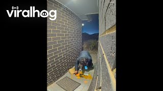 Doorbell Camera Catches Delivery Driver's Bag Breaking || Viralhog