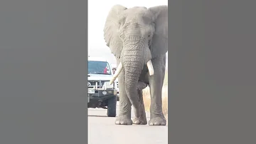 Elephant Bull Out Of Control In Musth Shorts Fyp Elephantvideos 