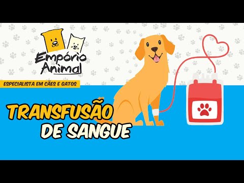 Vídeo: Pet Scoop: Cat Obtém Transfusão De Sangue De Cachorro, Guindastes Que Necessitam De Modelos De Pássaro De Papel