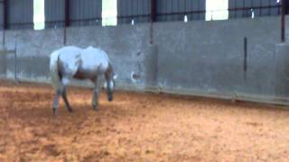 Sirzane au haras de fleury