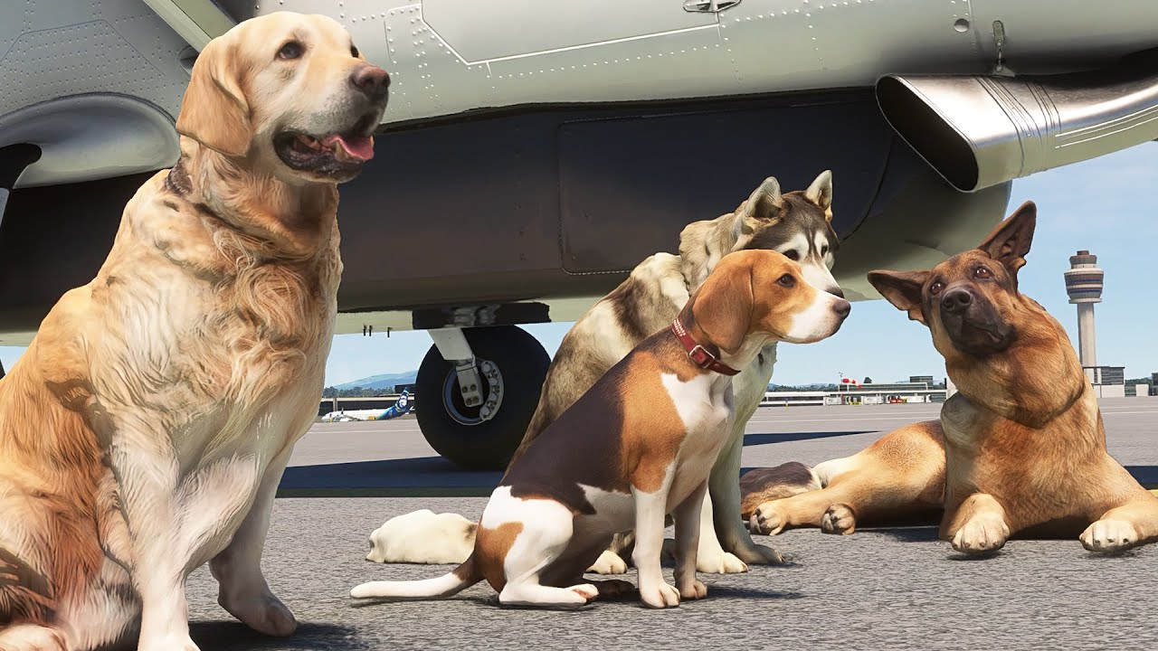 Pilots n paws kmhr to kpdx microsoft flight simulator youtube