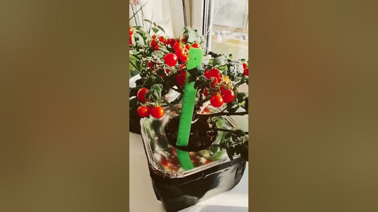 #Помидоры дома круглый год! Как выращивать? #Томат Клюква в сахаре! Не ...