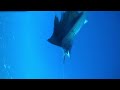 Sailfish strike on Nomad while trolling in Hobie PA recorded with Spydro camera.