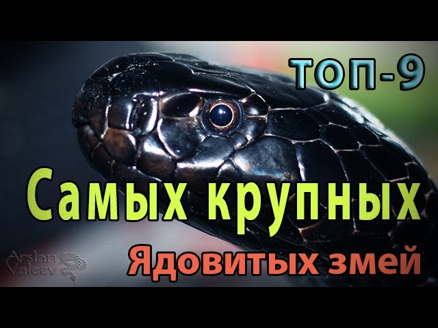 Самые большие ядовитые змеи