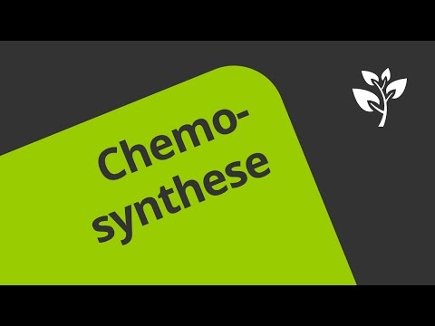 Video: Photosynthese Und Chemosynthese – Was Ist Der Unterschied?