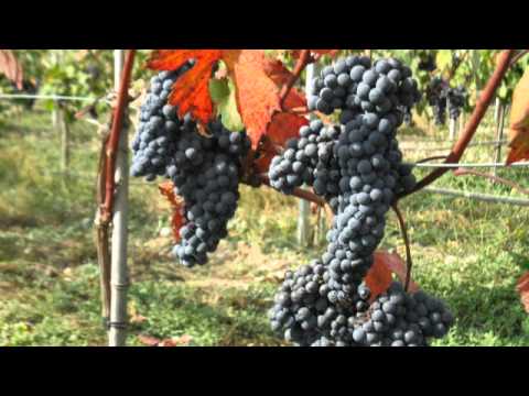 ქართული ღვინის გზამკვლევი 2012