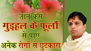 जाने कैसे गुड़हल के फूलों से पाएं अनेक रोगों से छुटकारा | Acharya Balkrishna