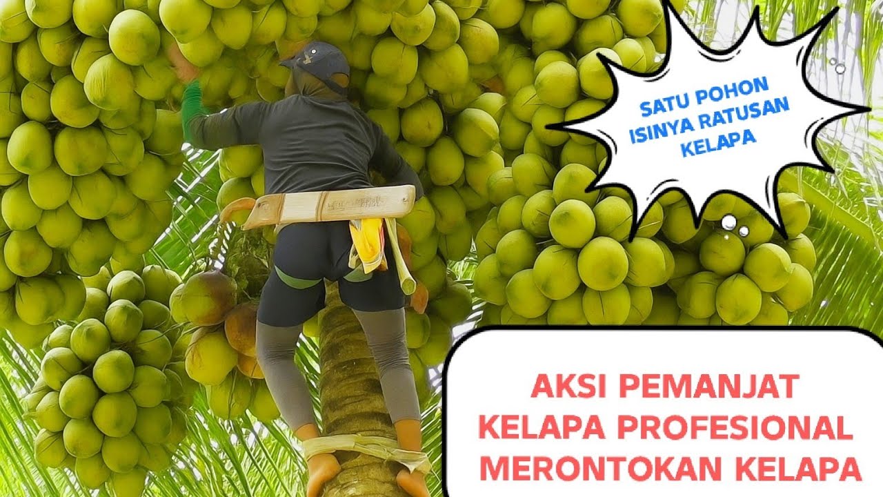 “PEMANJAT KELAPA PROFESIONAL! Ratusan kelapa di pohon Pinggir Paret Ludes Ditaklukan”