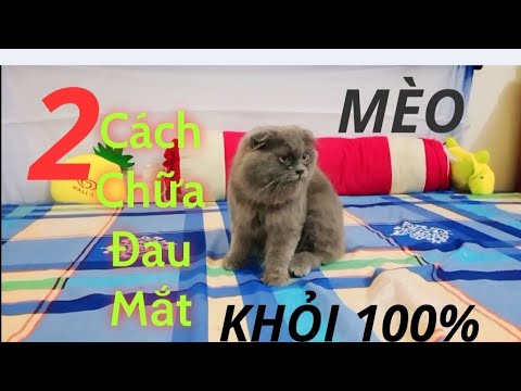 Video Mèo bị đau mắt và cách điều trị khỏi hoàn toàn. Treat... - youtube