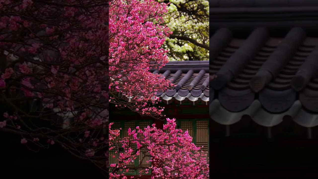 Peaceful Japanese nature full screen whatsapp status 