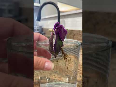 Video: Growing Purple Passion Krukväxter - Purple Passion Plant Care Information