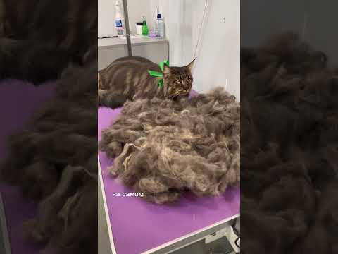 Груминг кота