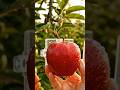 Growing a APPLE 😱🍎 Nature is Amazing!