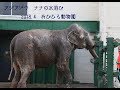 アジアゾウ　ナナの水浴び　2018年4月　おびひろ動物園　夏期開園