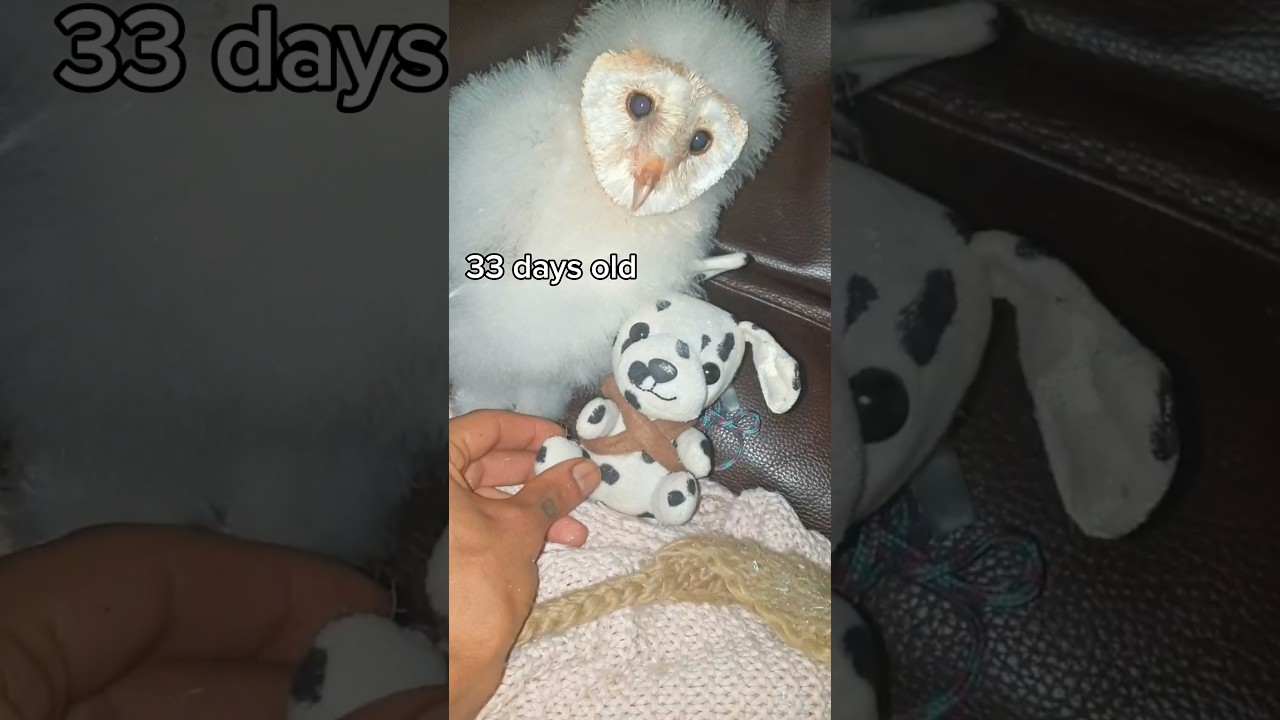 It’s illegal how fast our fur\feather babies grow! Just stay a baby 🥹😭❤️🦉 #tinygiants #growth
