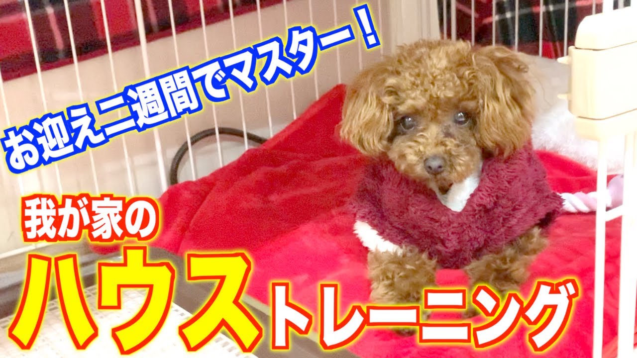 【ハウストレーニング】子犬が2週間で覚えた我が家のやり方【トイプードル】 YouTube