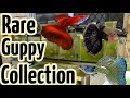 Rare guppy collection  full tour