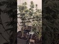 LEMON Haze & Apple Banana 5.BW #420 #gardening #indoor #happyathome #cannabiscommunity