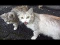 Mother cat hisses and meow on the street