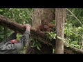 These Orphan Orangutans Are Learning to Build Nests 🌳 Orangutan Jungle School | Smithsonian Channel