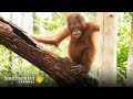 These Orphan Orangutans Are Learning to Build Nests 🌳 Orangutan Jungle School | Smithsonian Channel