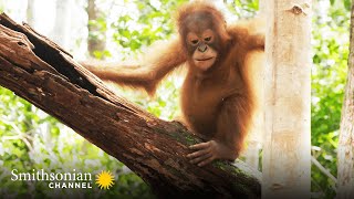 These Orphan Orangutans Are Learning to Build Nests  Orangutan Jungle School | Smithsonian Channel