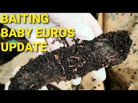 Baiting Baby ENCs From Castings Banana Peel Update | Day 6 | Vermicomposting With Nightcrawlers