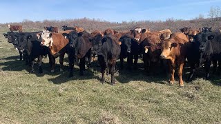 Lazy J Cattle Co. - September Grass Steers