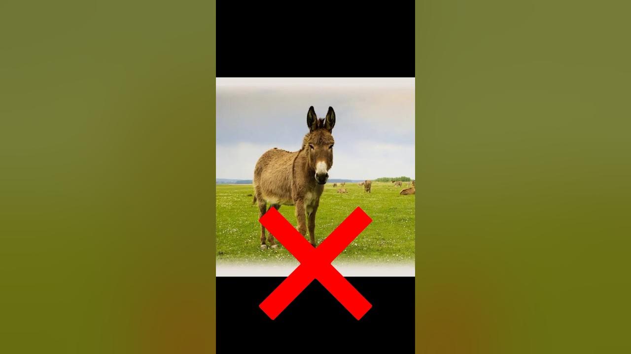 halal-vs-haram-meat-in-islam-shorts-islamicstatus-halalvsharam-youtube